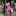 Die Blume